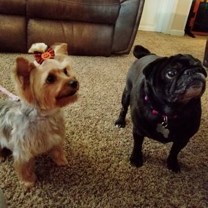 Meet your Posher, Charlene